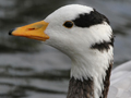 Bar-headed Goose